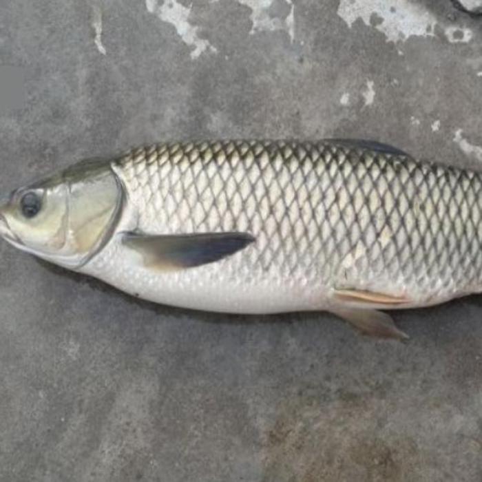 Bộ sưu tập ảnh cá trắm 