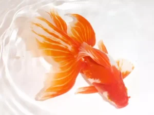 Hình Ảnh Các Loài Cá Vàng Đẹp, Cute Nhất