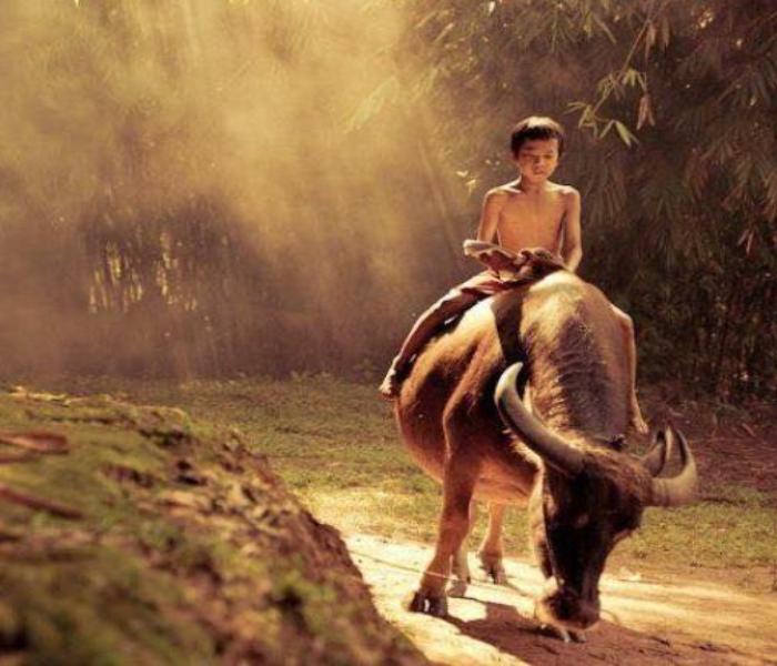 Hình ảnh cậu bé chăn trâu tuổi thơ trẻ em Việt Nam