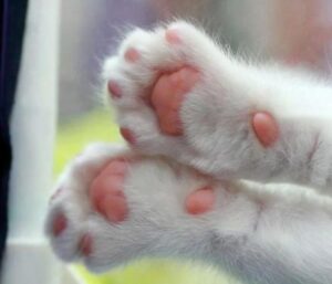 Ảnh chân mèo đáng yêu cute