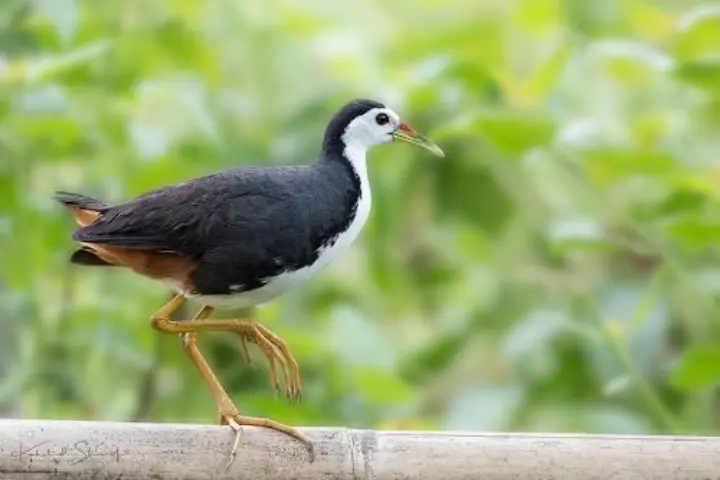 Hình Ảnh Chim Cuốc Gọi Đàn, Kêu Ban Đêm