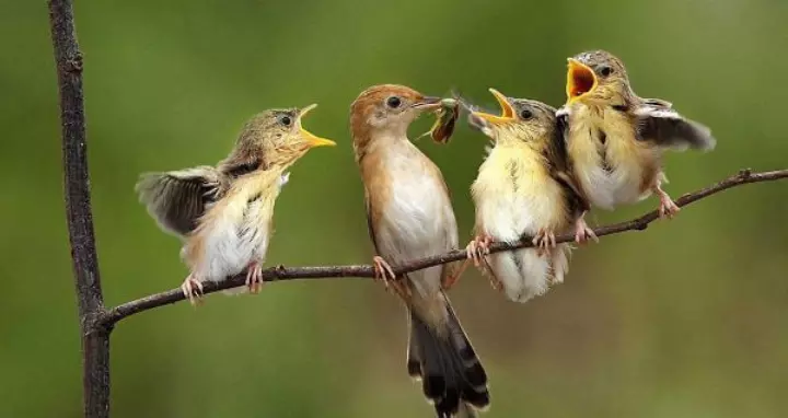 Hình ảnh chim sâu non trong tổ đang đợi chim mẹ mớm mồi