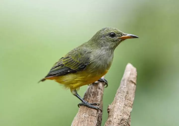 Hình ảnh chim sâu non