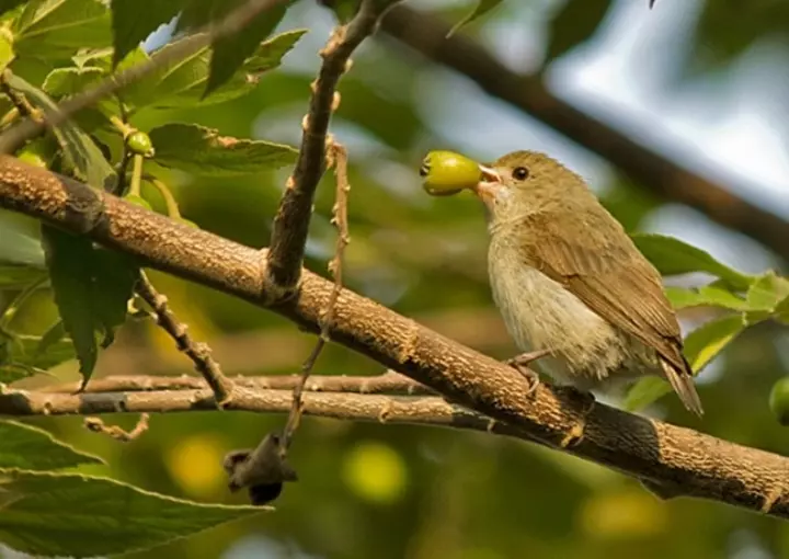 Hình Ảnh Chim Sâu Tự Nhiên Trong Môi Trường Sống