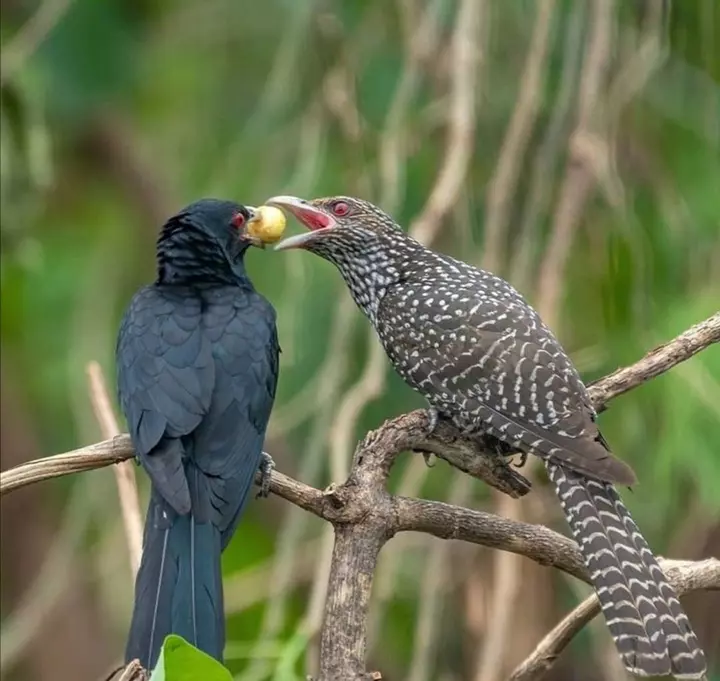 Đôi nét về loài chim Tu Hú
