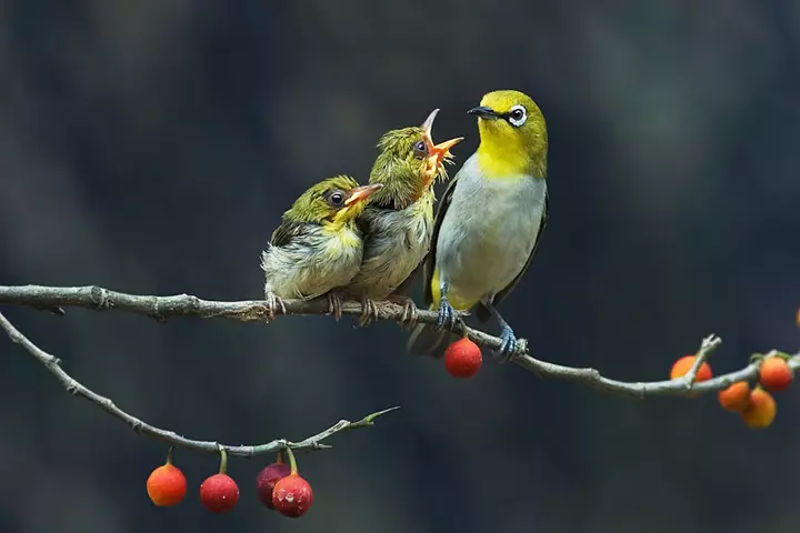 Hình Ảnh Con Chim Vành Khuyên Trong Tự Nhiên