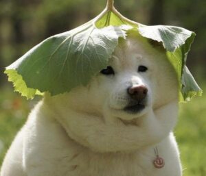 Ảnh chó béo mập cute