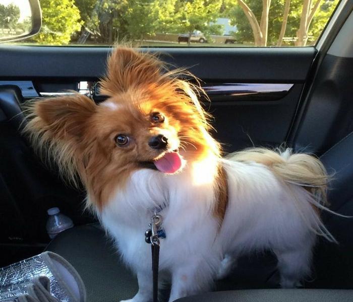 Khám Phá 2957 Hình Ảnh Chó Chihuahua Đáng Yêu, Đẹp, Meme Hài Hước