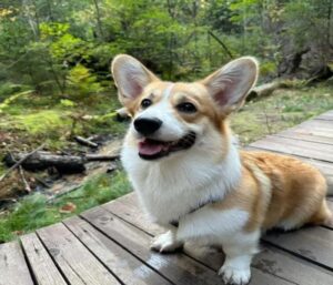 Ảnh chó corgi đáng yêu