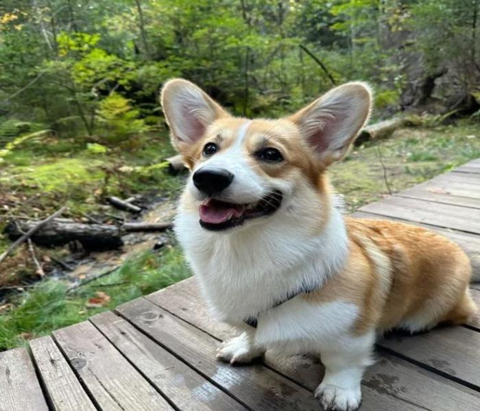 [Ảnh Corgi] +101 Hình Ảnh Con Chó Corgi Dễ Thương, Cute & Đẹp Nhất