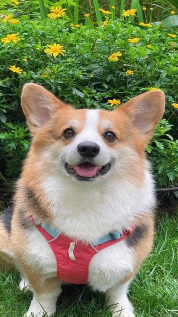 Hình nền chó corgi cực cute cho iphone