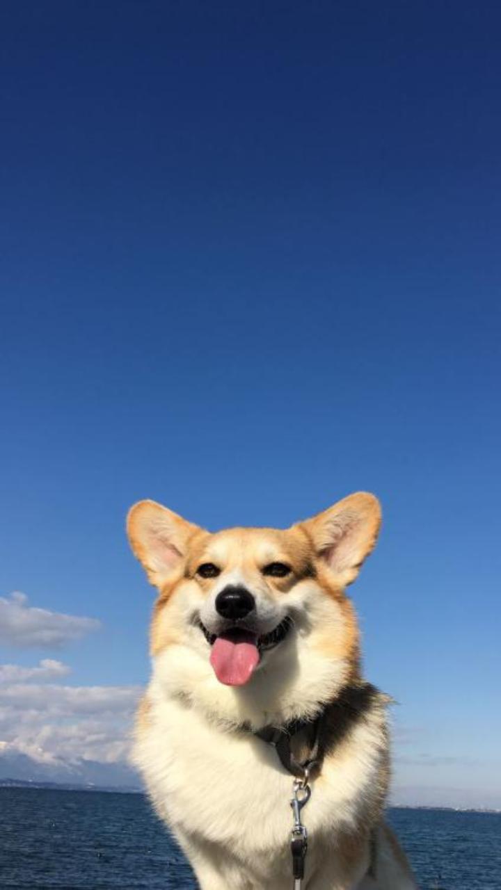 Hình nền chó corgi cực cute cho iphone