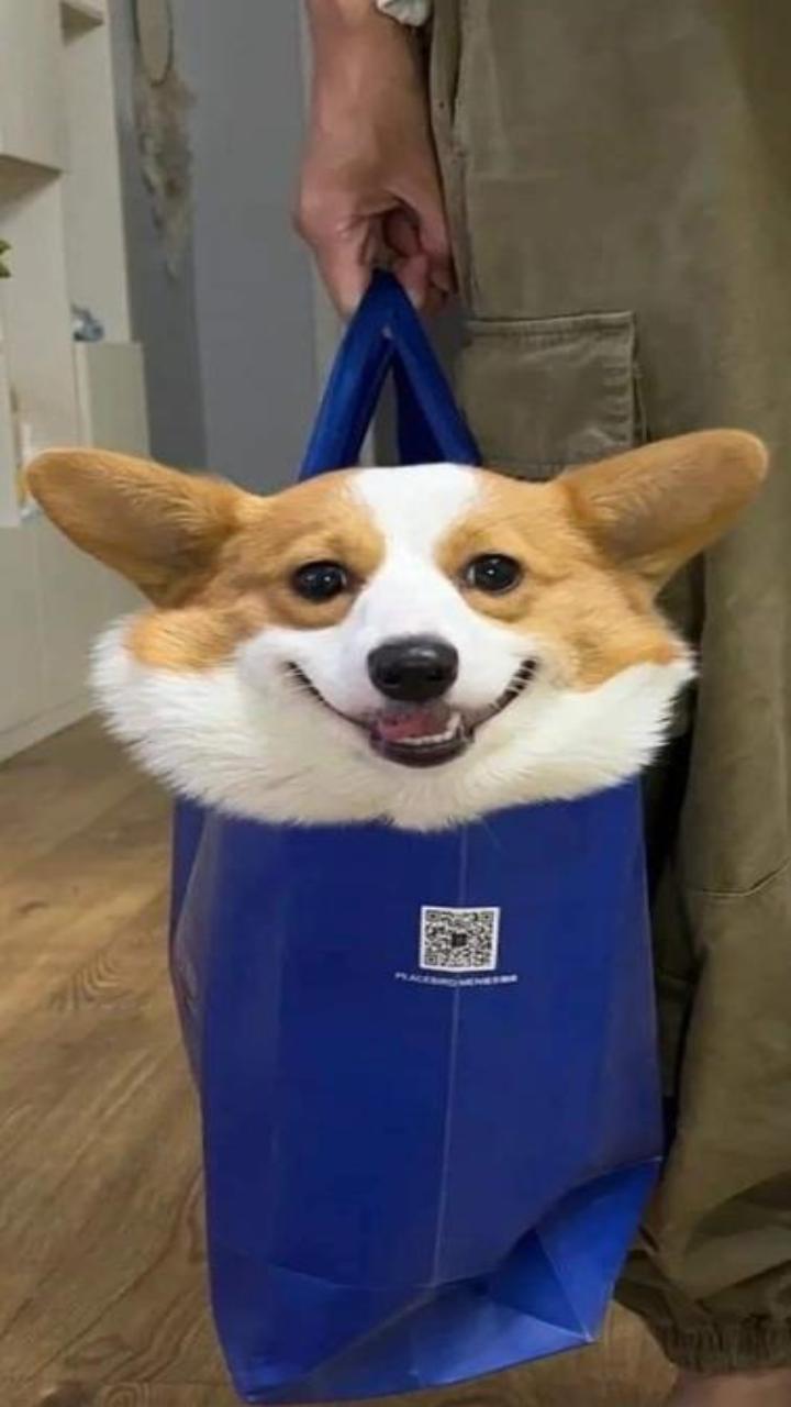 Hình nền chó corgi cực cute cho iphone