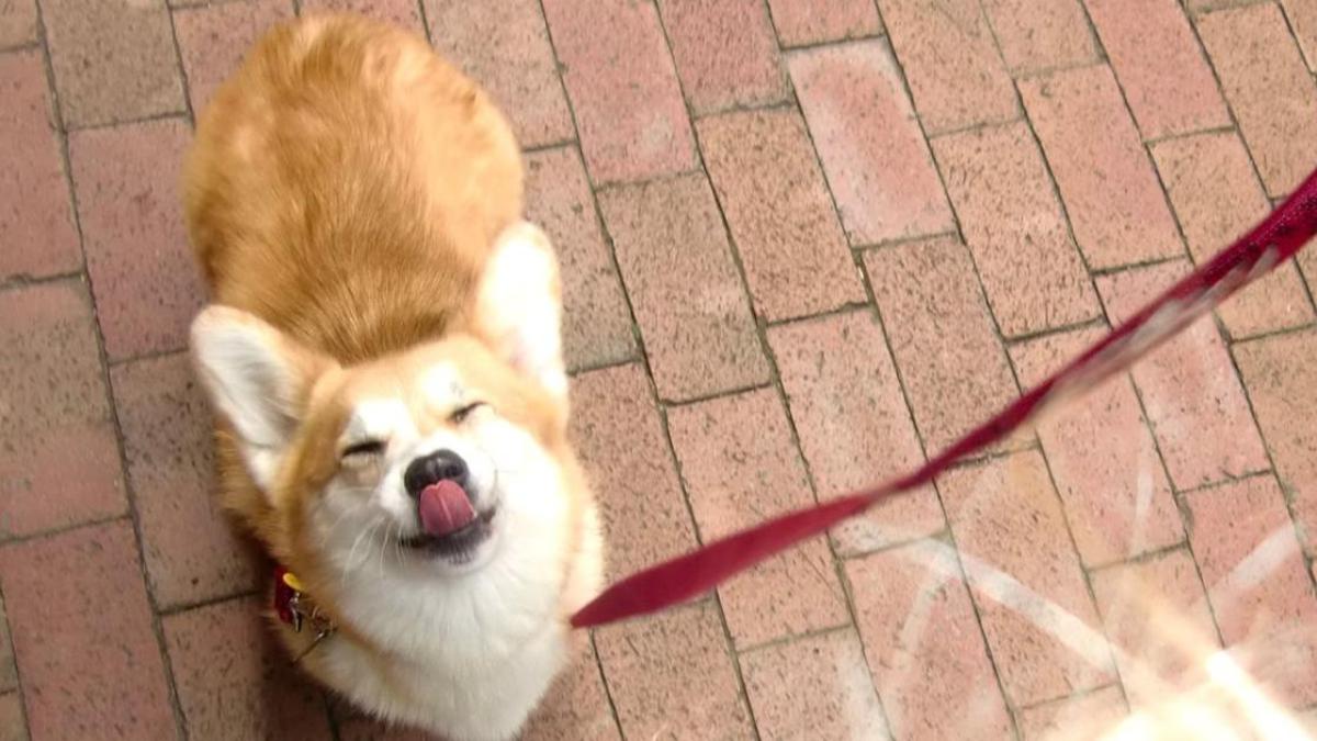 Hình nền corgi cho laptop 
