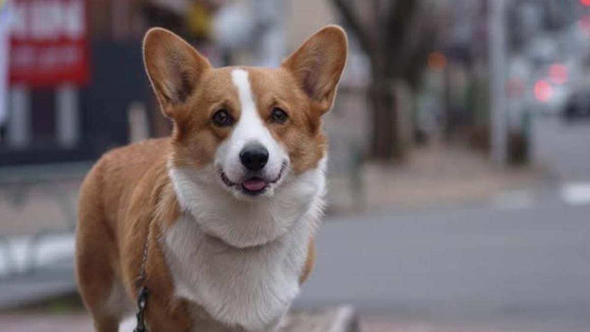 Hình nền corgi cho laptop 