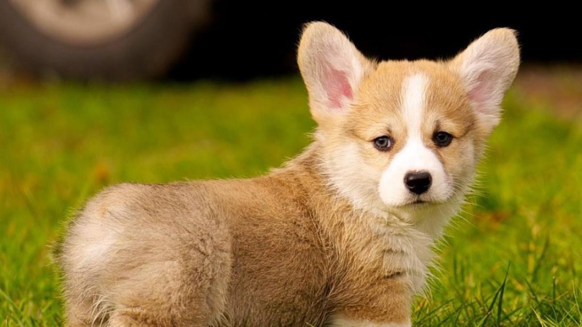 Hình nền corgi cho laptop 