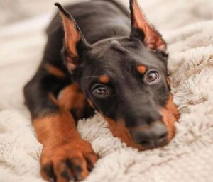 Ảnh chó doberman ngầu