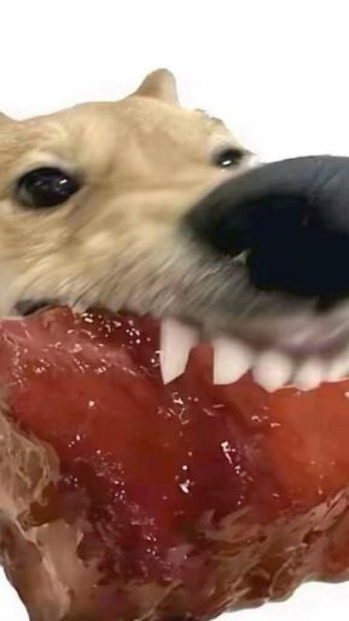 Hình nền hài hước con chó gặm đồ meme 