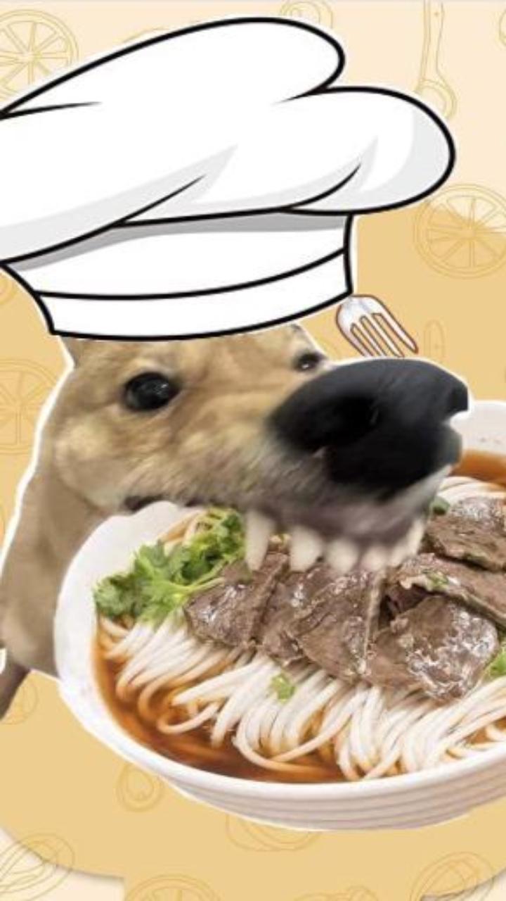 Hình nền hài hước con chó gặm đồ meme 