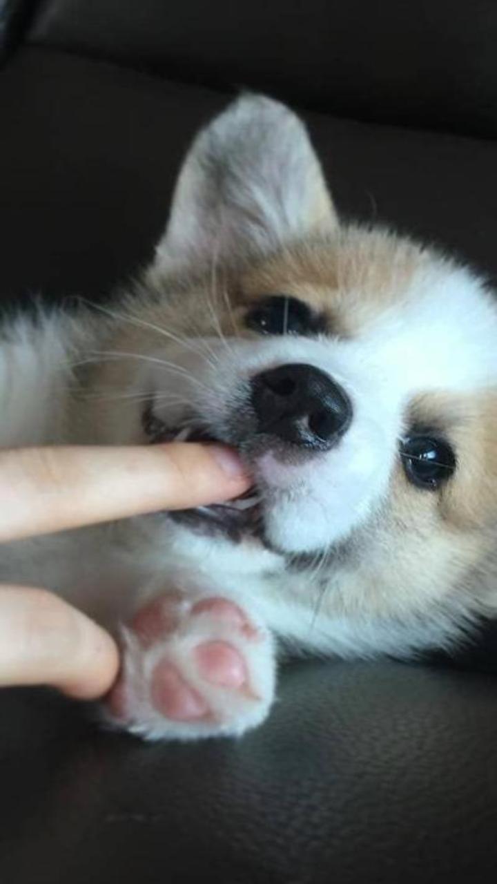 Hình nền hài hước con chó gặm đồ meme 