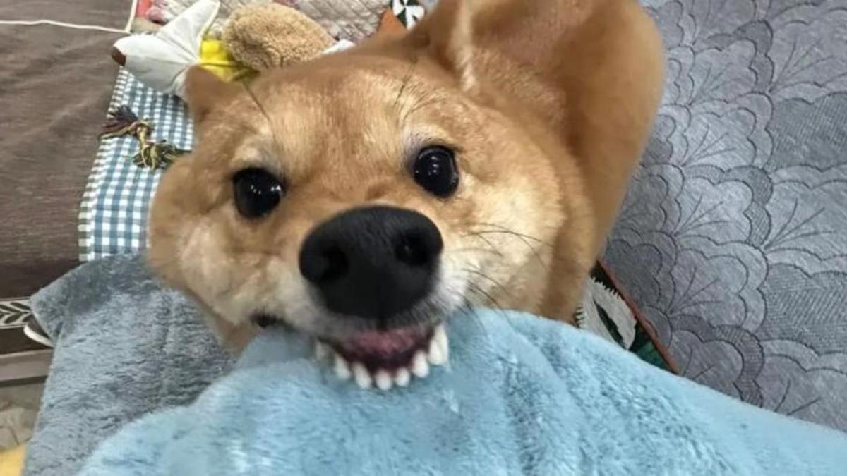 Hình nền chó gặm nhe răng meme 
