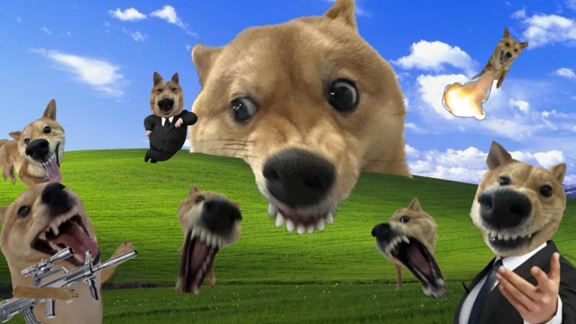 Hình nền hài hước con chó gặm đồ meme 