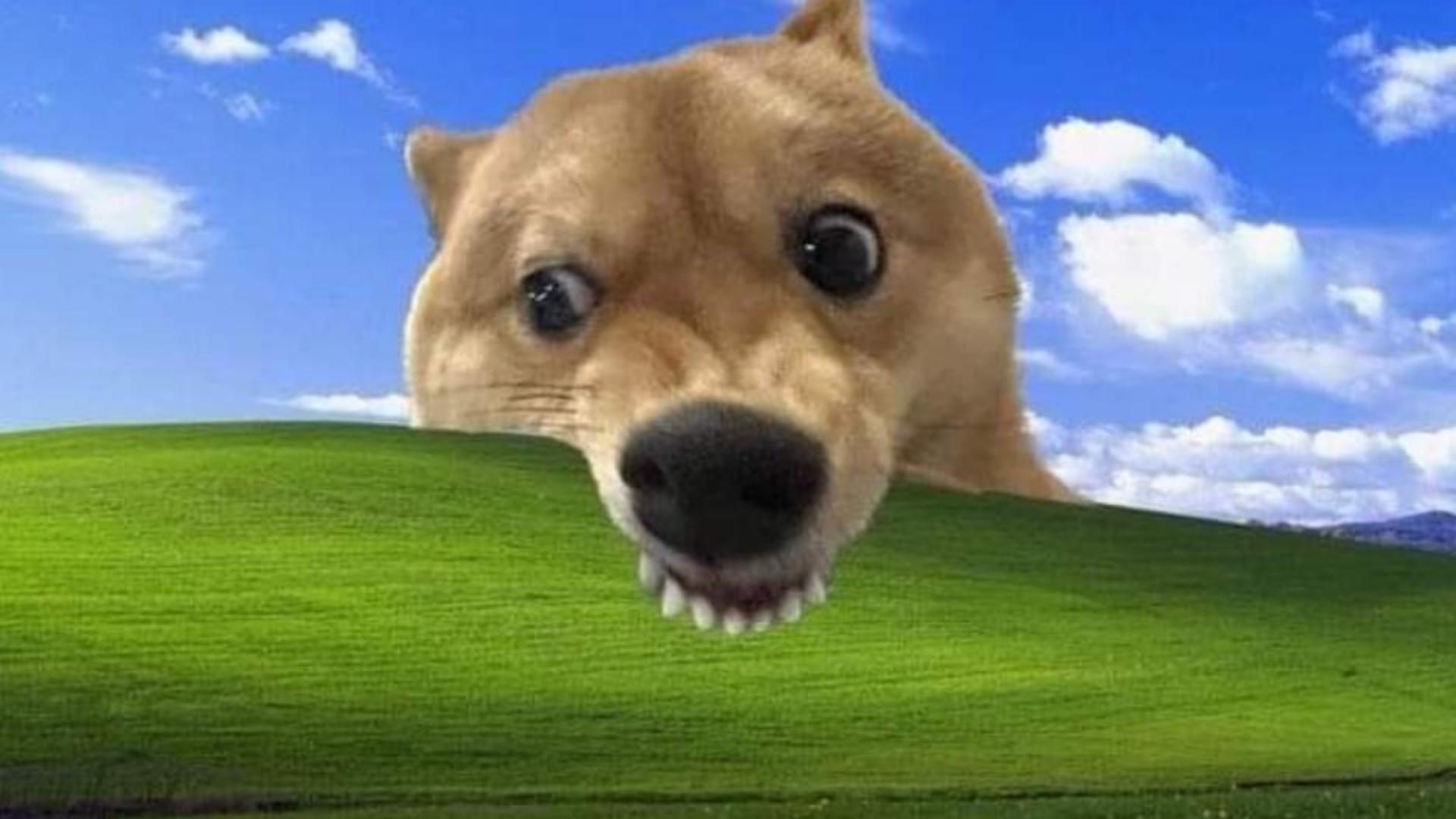 Hình nền hài hước con chó gặm đồ meme 