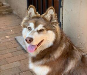 Ảnh chó husky đáng yêu