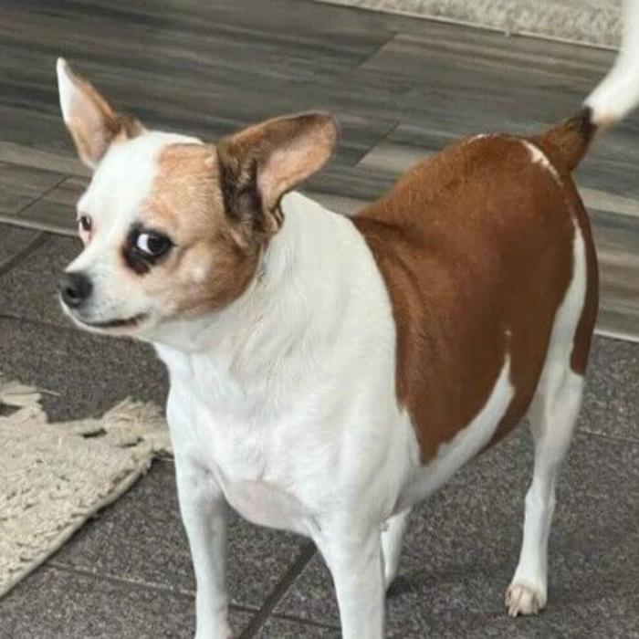 Hình ảnh meme chó liếc mắt