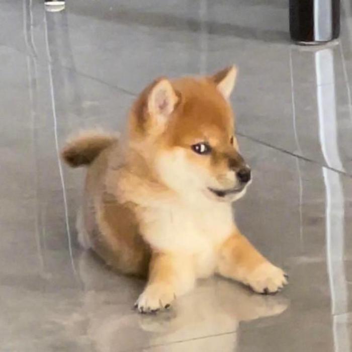 Hình ảnh meme chó liếc mắt