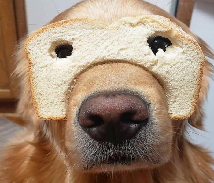 [Ảnh Chó Meme] +101 Bức Hình Chó Meme Cute, Hài Hước & Đậm Chất Bựa