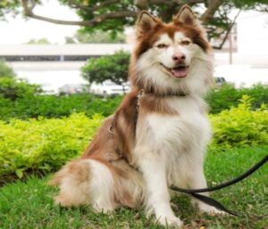 Ảnh chó ngồi đáng yêu