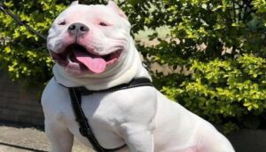 Ảnh chó pitbull đẹp