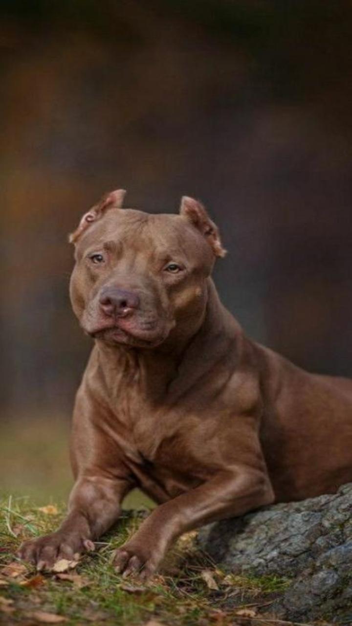 Hình nền chó pitbull siêu đẹp 