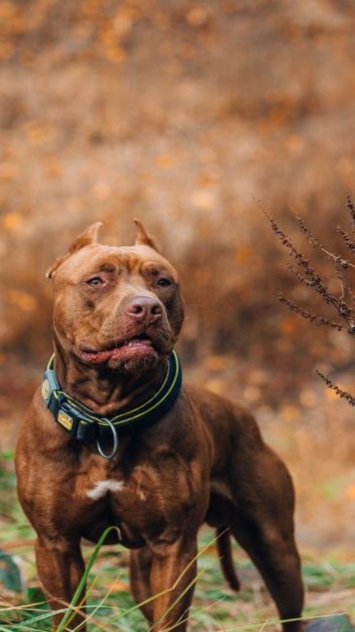 Hình nền chó pitbull siêu đẹp 