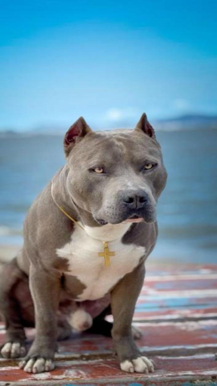 Hình nền chó pitbull siêu đẹp 