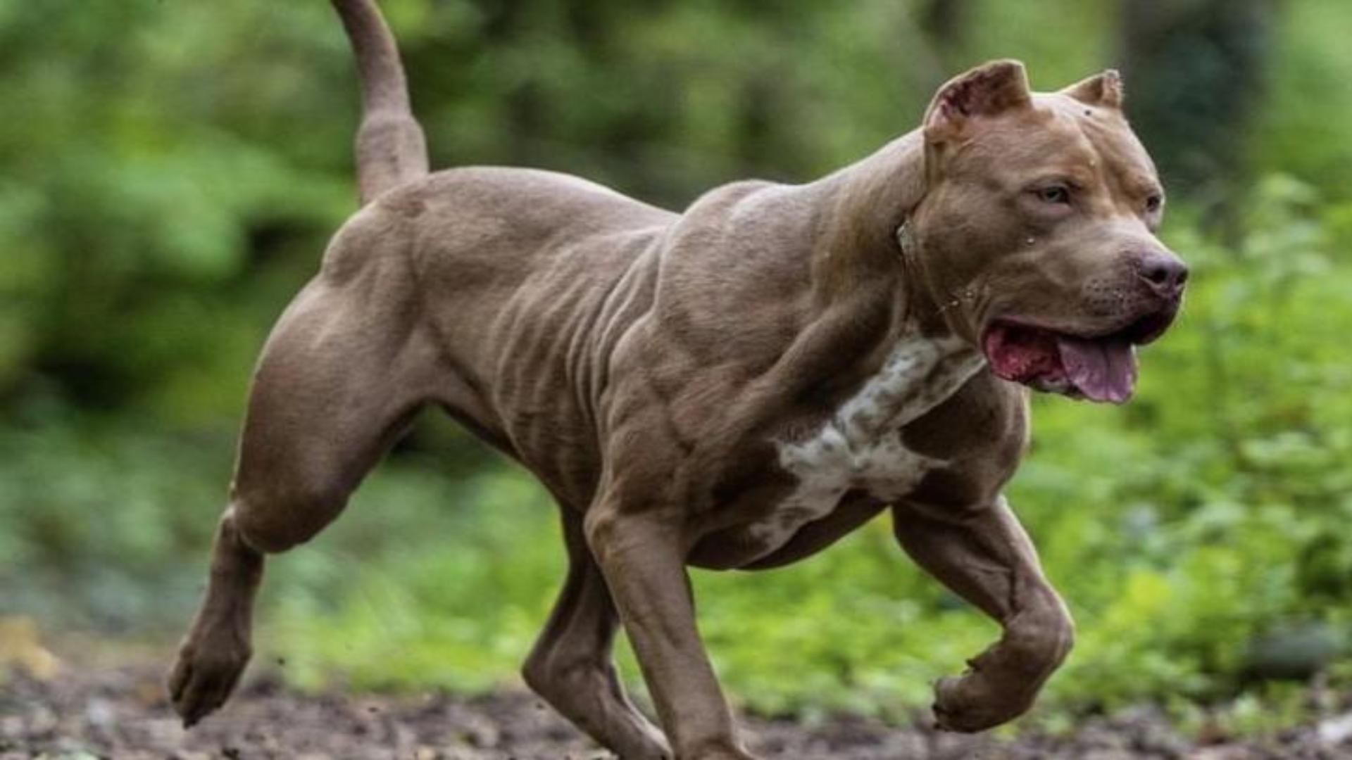 Hình nền chó pitbull siêu đẹp 