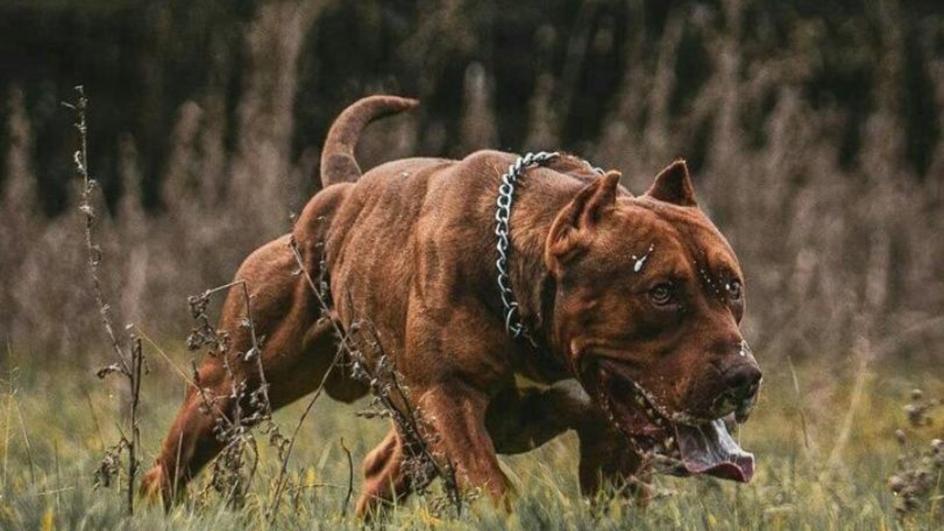 Hình nền chó pitbull siêu đẹp 