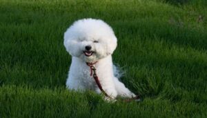 Ảnh chó trắng cute