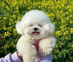 Ảnh chó poodle cute