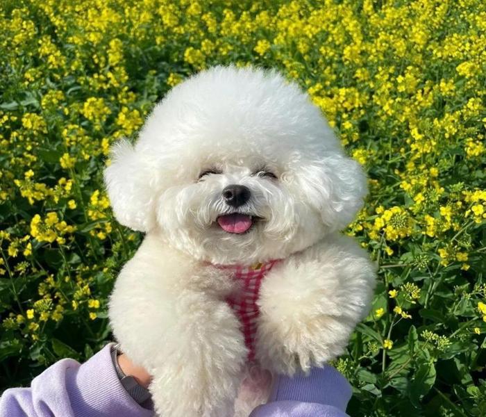 [Ảnh Poodle] +901 Hình Ảnh Con Chó Poodle Đẹp, Cute & Đáng Yêu Nhất