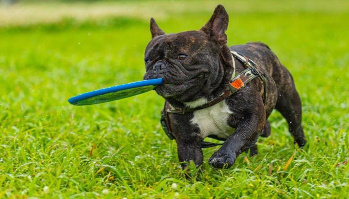 [Ảnh Pug] +927 Hình Ảnh Con Chó Mặt Xệ Pug Vô Cùng Cute, Hài Hước