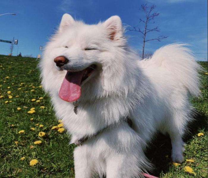 Tuyển Chọn 1983 Hình Ảnh Chó Samoyed Cute, Đẹp & Chất Ngầu Nhất