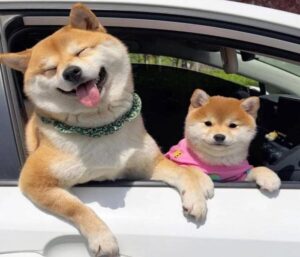 Ảnh chó shiba cute
