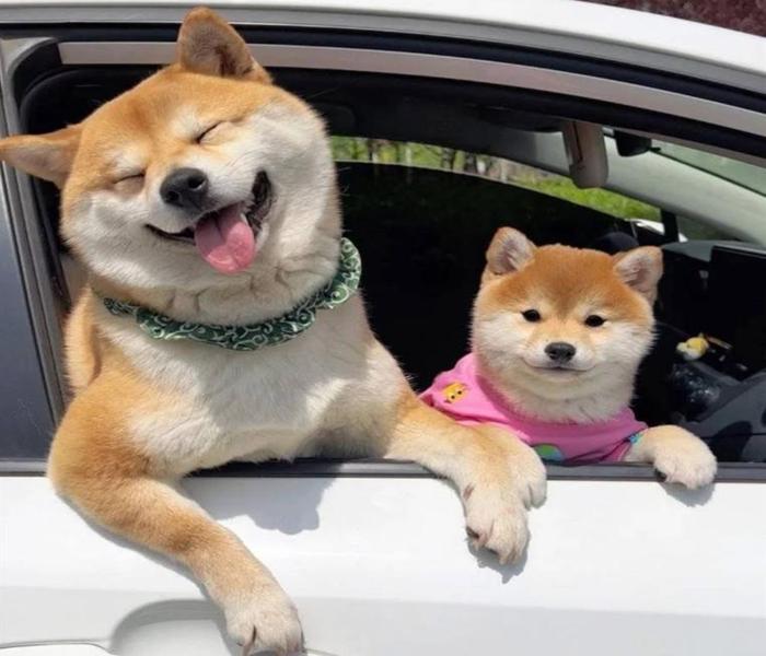 [Ảnh Shiba] +999 Hình Ảnh Chó Shiba Inu Đẹp, Cute, Đáng Yêu Nhất