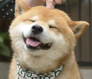 Ảnh chó shiba cười hài hước