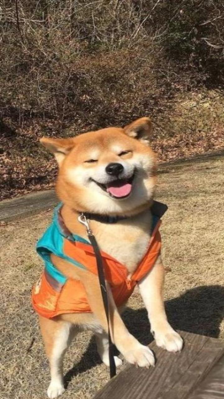 Hình chó shiba cute làm hình nền 