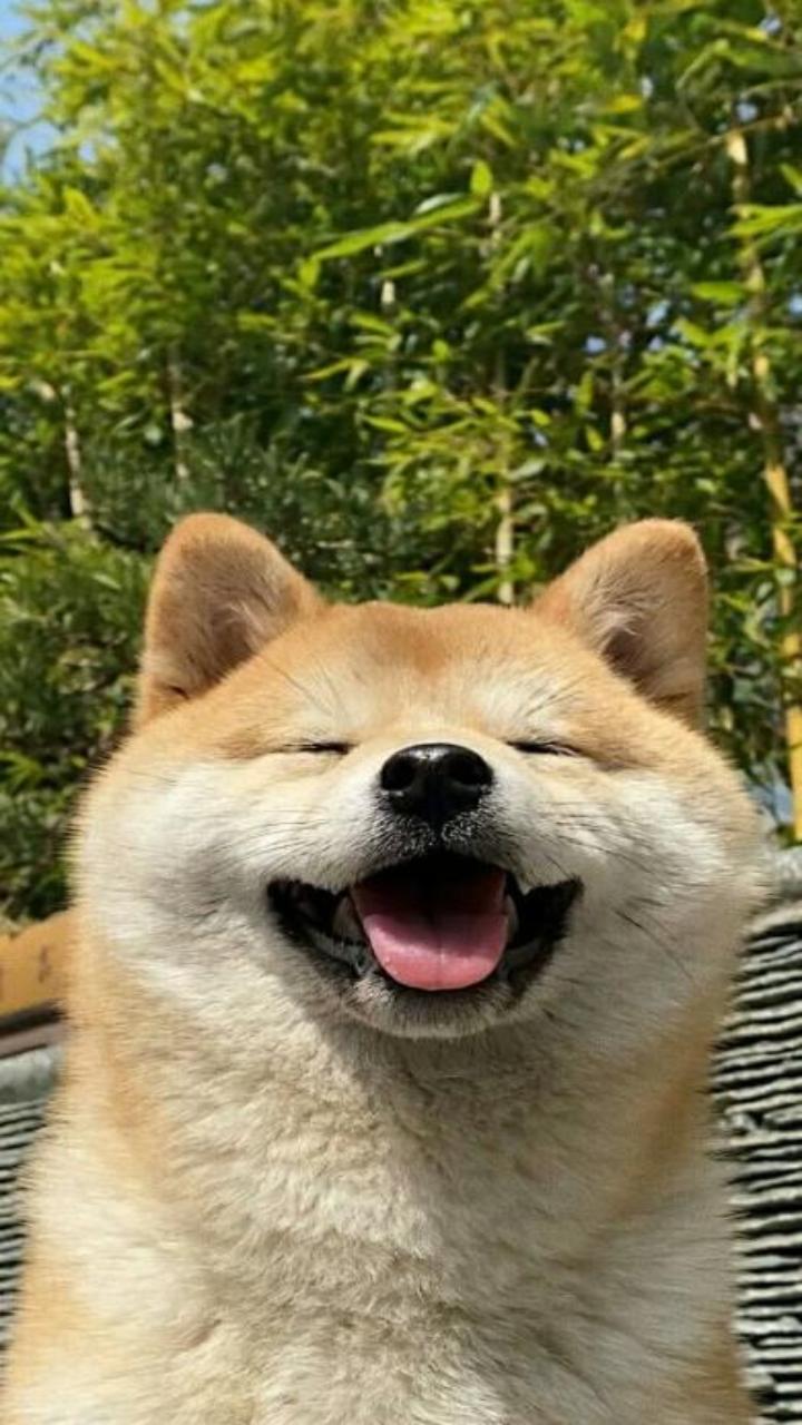 Hình chó shiba cute làm hình nền 