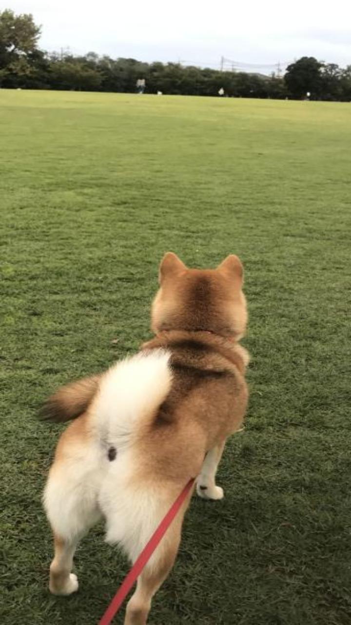 Hình chó shiba cute làm hình nền 