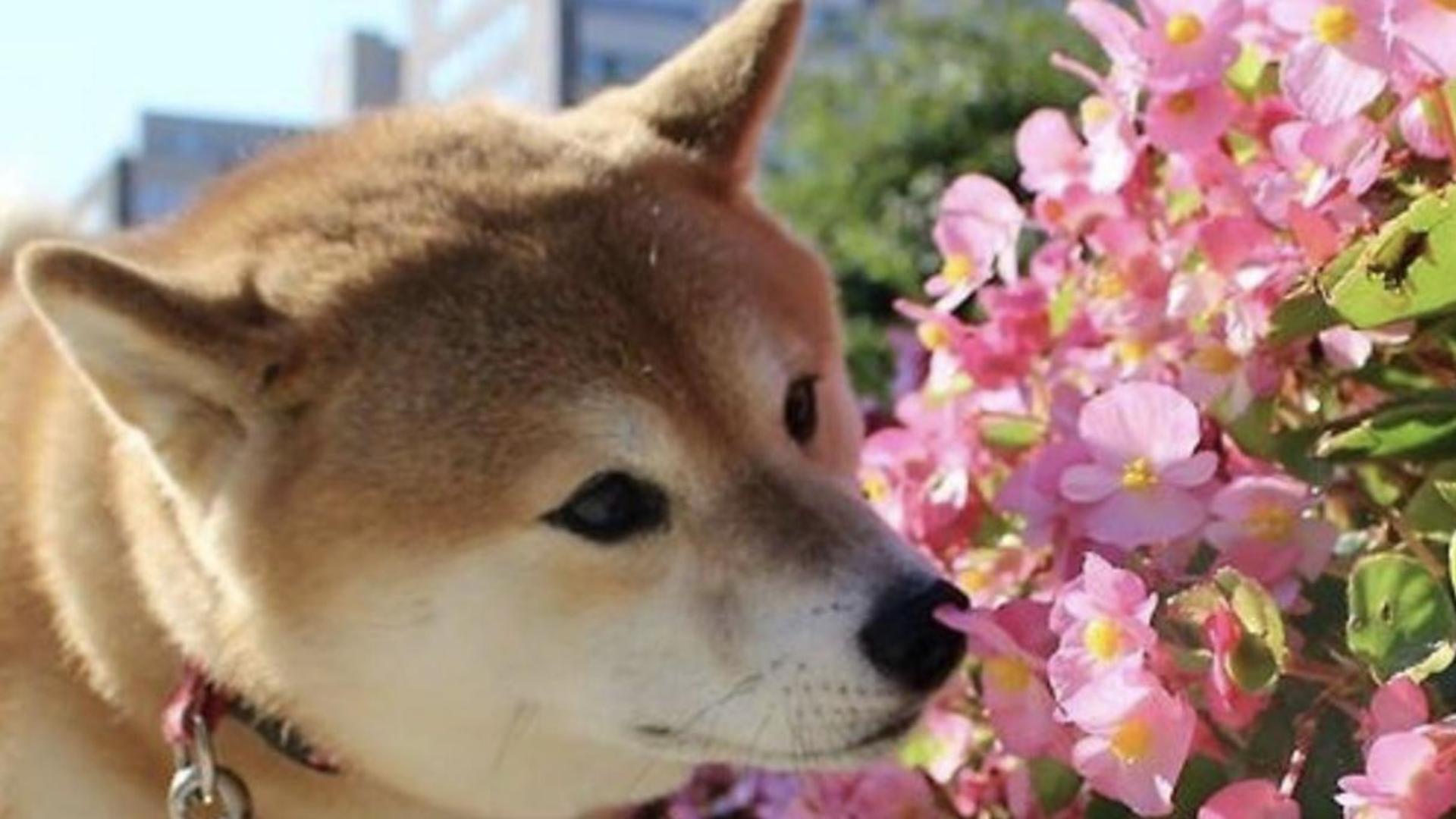 Hình chó shiba cute làm hình nền 